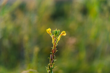 flowers in the field