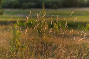 grass in the wind