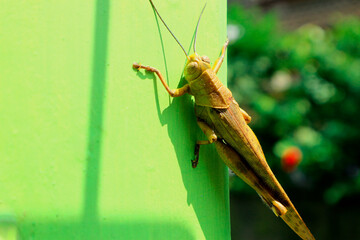 Big brown grasshopper hanging on green wall with blur background.