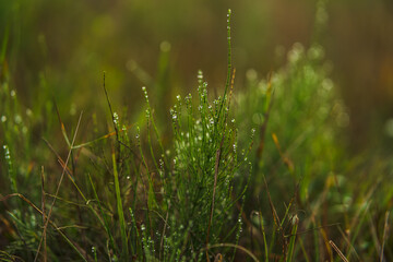 grass in the wind