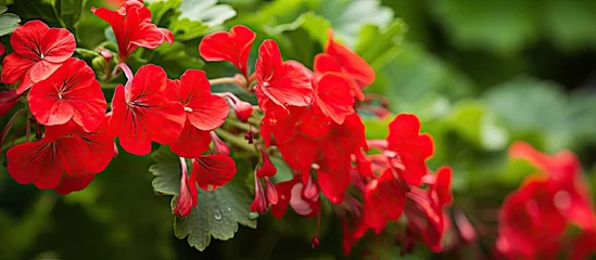 Rolgordijnen Vibrant Red Flowers Blooming Beautifully in the Lush Green Garden Oasis © vxnaghiyev
