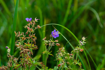 flowers in the field