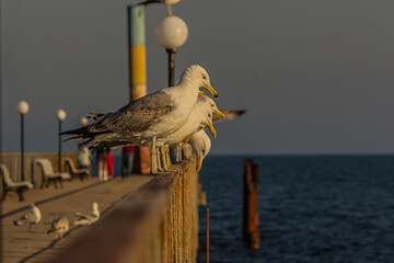A group of several seagulls or gulls stand in a row on a seaside railing at golden hour near the...