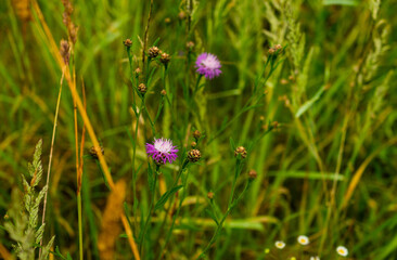 flowers in the field