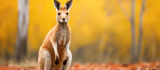 Selbstklebende Fototapeten Majestic Kangaroo Standing Proud in Lush Forest Habitat Surrounded by Greenery © vxnaghiyev