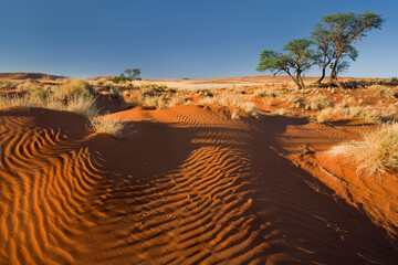 Afrika, Namibia, Nationalpark, Namib Naukluft Park, Wüste, roter Sand