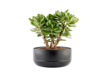 Money tree, Crassula ovata succulent plant decorative houseplant isolated on white background