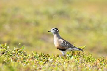 Obraz premium Eurasian dotterel, Charadrius morinellus standing on the ground in its habitat on a bright summer day in Finnish nature