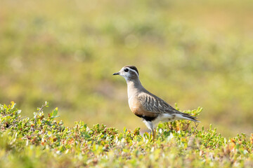 Eurasian dotterel, Charadrius morinellus standing on the ground in its habitat on a bright summer day in Finnish nature
