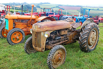 Vintage tractors in a field 