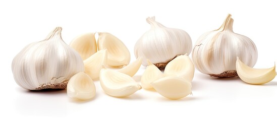 Assorted Garlic Bulbs and Cloves Freshly Harvested from the Garden