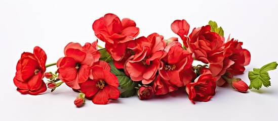 Vibrant Red Flowers Blooming Against Clean White Background - Floral Elegance