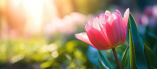 Fotobehang Solitary Pink Tulip standing out in Vibrant Tulip Field at Springtime © vxnaghiyev