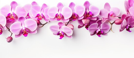 Fototapeta na wymiar Elegant Pink Orchid Flowers Blooming on a Clean White Background