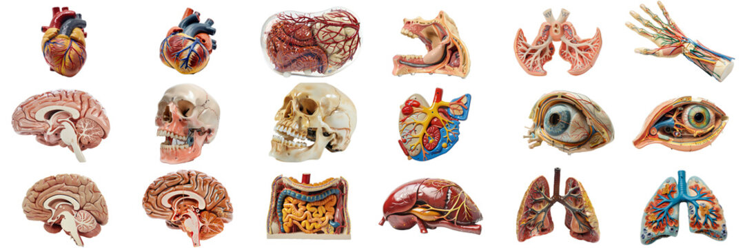Collection of Human Organ Anatomy Models for Educational Use - Isolated on White Transparent Background 

