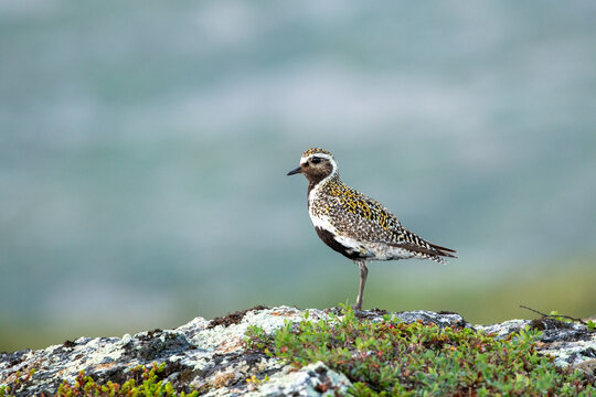 Adult European golden plover, Pluvialis apricaria, standing on stone in Finnish wilderness at UKK National Park, Finland, Northern Europe