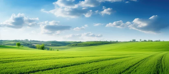 Gordijnen Vibrant Field of Lush Green Grass Under Sunny Skies with Horizon View © vxnaghiyev