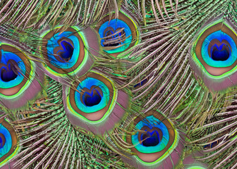abstract peacock feather pattern created with generative ai technology