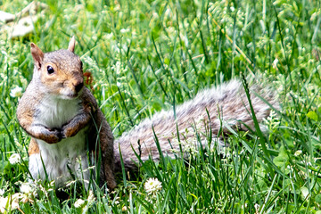 A squirrel enjoying the extensive grassy field in Central Park, which is a public urban park located in the metropolitan district of Manhattan, in the heart of the Big Apple in New York City (USA).