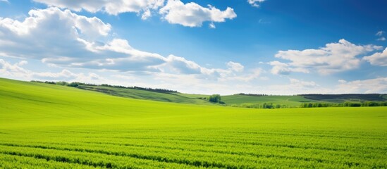 Fototapeta na wymiar Tranquil Rural Scene: Vast Green Field under a Clear Blue Sky on a Sunny Day
