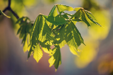 Leaves of chestnut - 753259355
