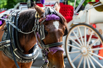 Rickshaw or horse-drawn carriage ride in Central Park, which is a public urban park located in the...