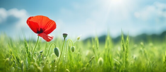 Vibrant Red Poppy Flower Blooms Gracefully in Lush Green Meadow Underneath Blue Skies