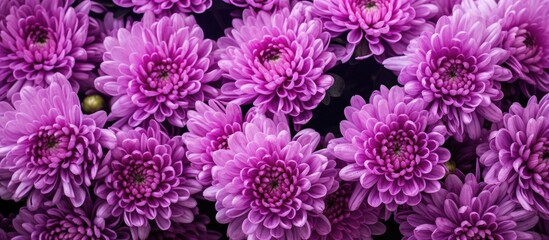 Obraz premium Vibrant Purple Flowers Blooming in a Lush Garden - Floral Backgrounds Collection