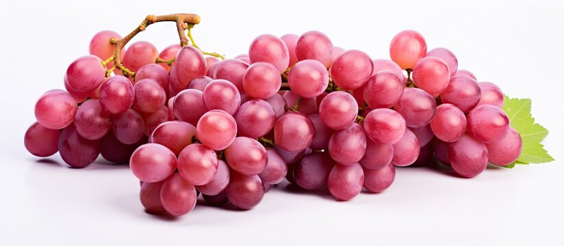 Vibrant Bunch of Ripe Grapes - Fresh Organic Fruit Harvest in Green Vineyard
