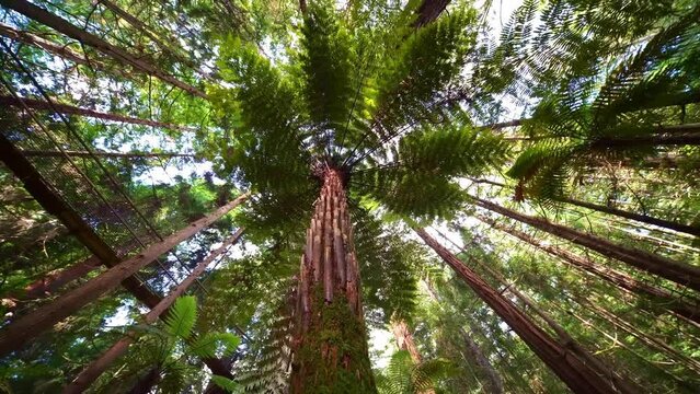 Giant Redwoods sequoia trees in Whakarewarewa Forest near Rotorua, New Zealand. hiking destination in North Island. 