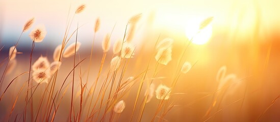 Golden Sunlight Over Serene Tall Grass Field: Tranquil Nature Landscape