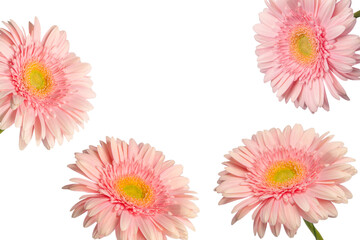 Bright pink gerbera daisy flower isolated on a white.