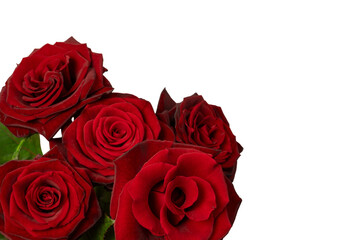 A bouquet of beautiful red roses isolated on a white background.