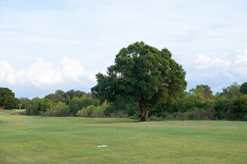 A golf course fairway with a large magnolia tree on the edge of the course. The golf grounds are...