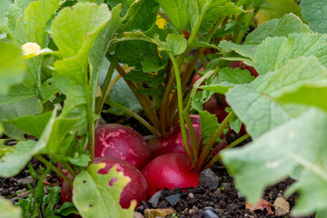 Bunches of vibrant red organic radish, a root vegetable with large green leaves. The small round radishes are growing in a cluster. The soil is rich brown in color. The leaves are lush green.