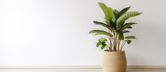 Houseplant in a wicker pot by a white wall indoors - obrazy, fototapety, plakaty