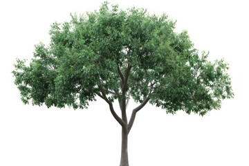 Fototapeta premium A large tree with green leaves stands alone isolated on a white background. a symbol of growth and life