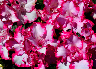 Rhododendron in Inniswood Metro Gardens, Columbus area, OH, April
