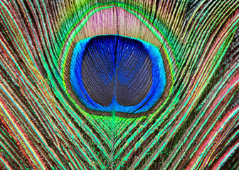 Obraz premium abstract peacock feather pattern created with generative ai technology