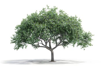 A large tree with green leaves stands alone on a white background. with the white background. The tree appears to be healthy