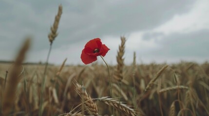 a red poppy sits in the middle of a field of wheat on a cloudy day with a gray sky in the background.