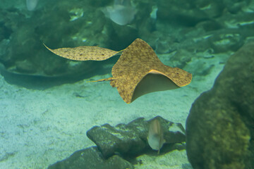 Spiny Butterfly Ray (Gymnura altavela) © diegograndi