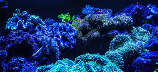 Aquarium Corals under UV Light