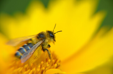 Pszczoła na ż&oacute;łtym kwiatku 