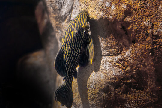 Royal pleco (Panaque armbrusteri) - Freshwater fish