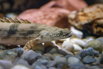 Saddled Bichir (Polypterus endlicheri) - Freshwater fish