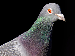 This is a close-up photo of a pigeon, specifically the Rock Pigeon (Columba livia), showing detailed texture of its feathers with iridescent coloring around its neck and a striking red eye. The bird i