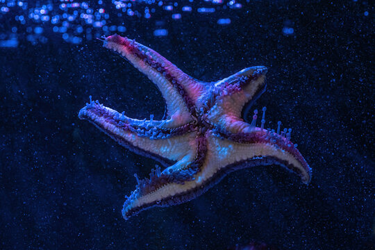 Cushion Star (Pentaceraster sp.) - Starfish