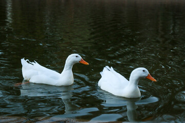 Obraz premium Patos en el lago de Chapultepec