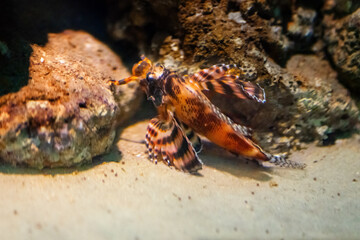 Ocellated Lionfish (Dendrochirus biocellatus) - Marine fish